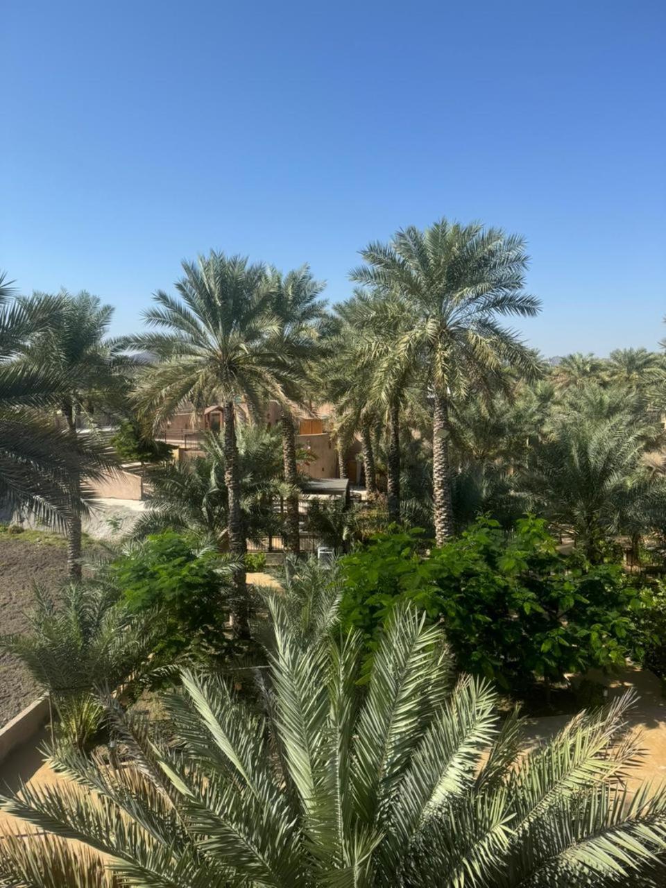 Jawharat Alaqar جوهرة العقر * Nizwa